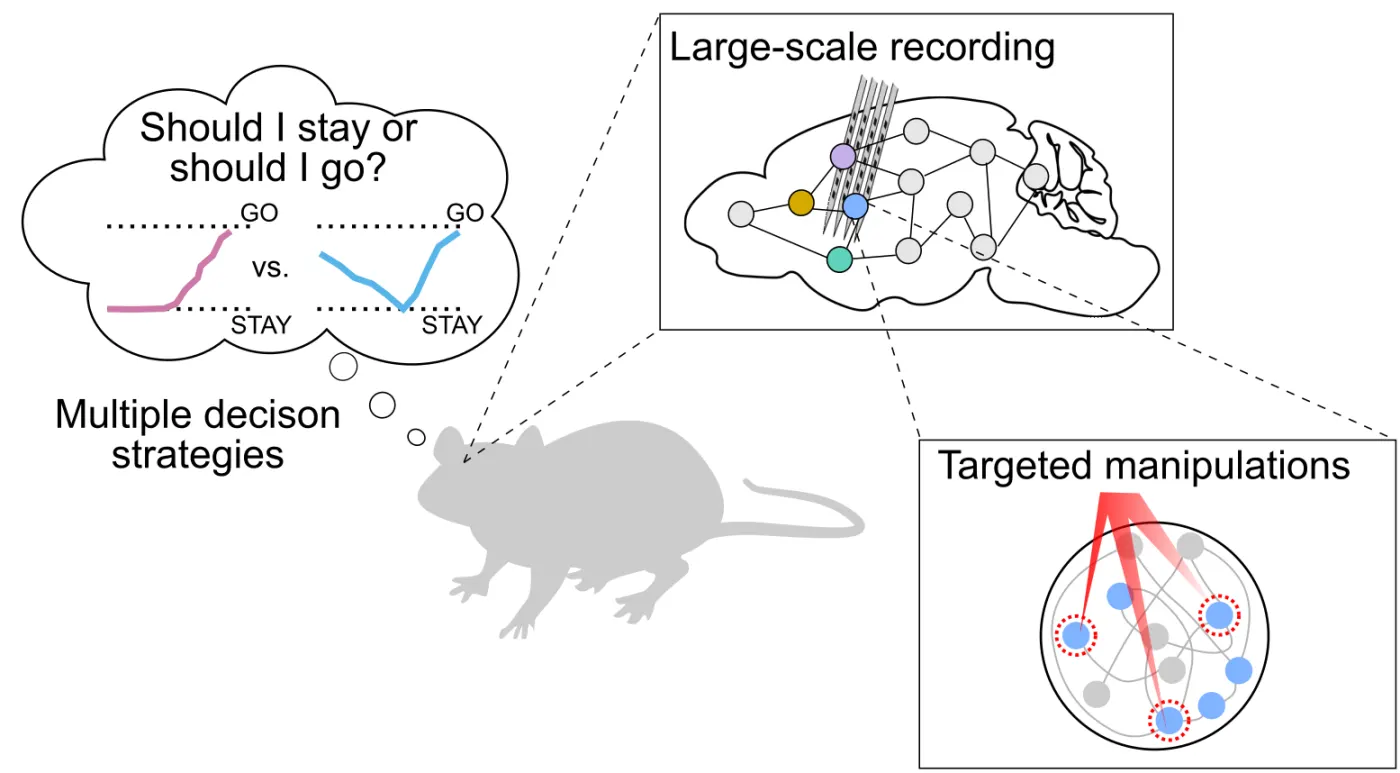 Illustration from the Cazettes Lab partner project